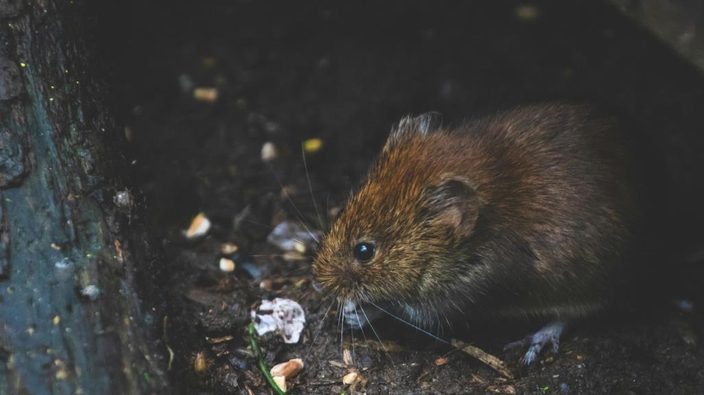 Nueva York ¿Porqué se caracteriza por las ratas?