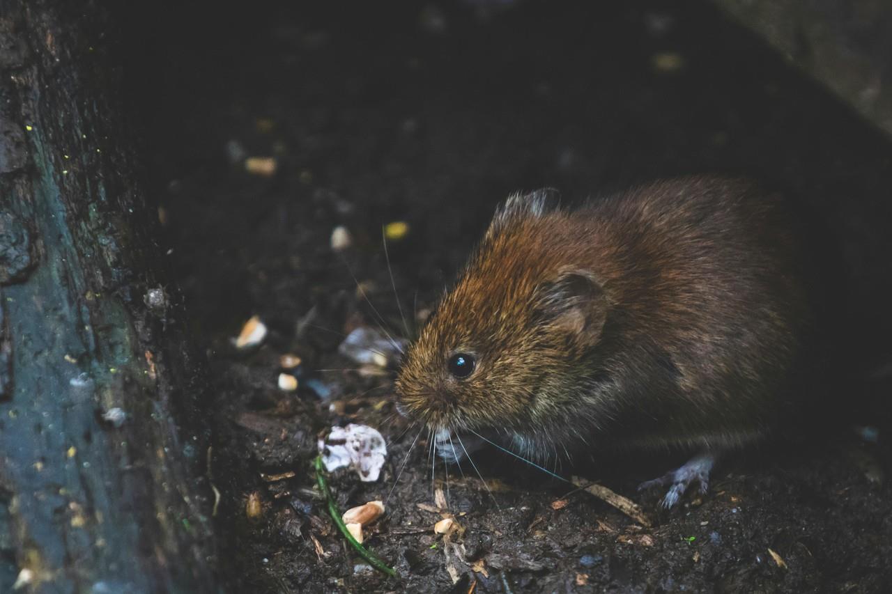 Una rata en calles de Nueva York. Foto: Pexels