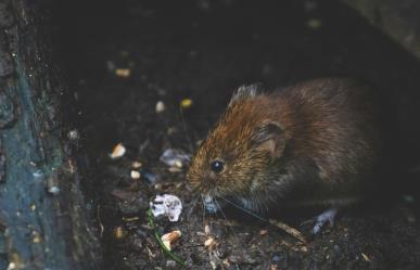 Nueva York ¿Porqué se caracteriza por las ratas?