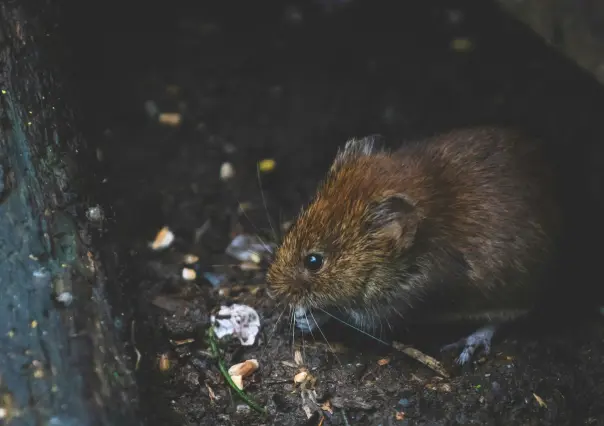 Nueva York ¿Porqué se caracteriza por las ratas?