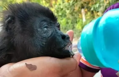 Van ya 100 monos aulladores muertos en Tabasco por el calor