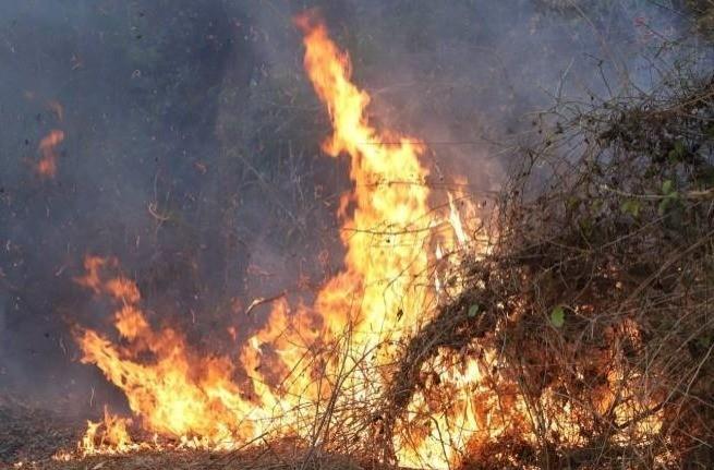 Incendio afecta área natural protegida en Sinaloa