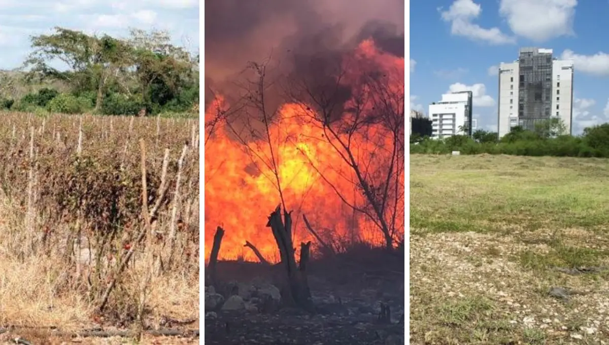 Semarnat alertó sobre el crecimiento inmobiliario en Mérida y las costas yucatecas Fotos: Especial