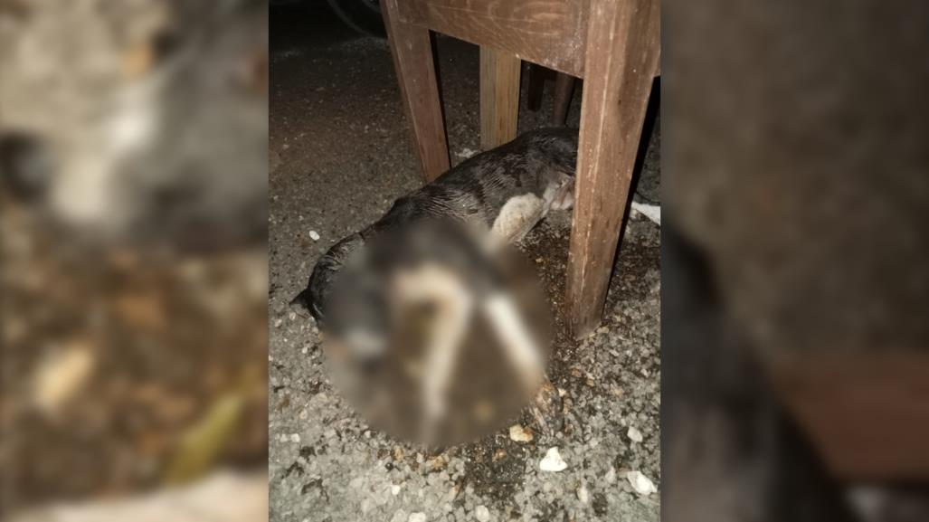 Maltrato animal en Yucatán: Denuncian envenenamiento de perros en Tekantó