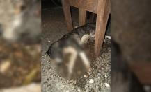 Maltrato animal en Yucatán: Denuncian envenenamiento de perros en Tekantó