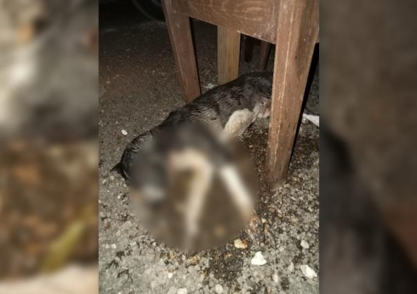 Maltrato animal en Yucatán: Denuncian envenenamiento de perros en Tekantó