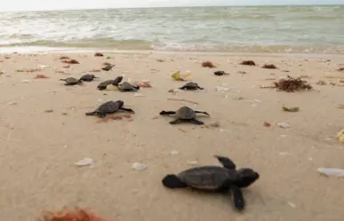 Día Mundial de las Tortugas Marinas: ¿Qué especies anidan en playas de Yucatán?