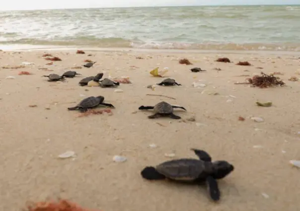 Día Mundial de las Tortugas Marinas: ¿Qué especies anidan en playas de Yucatán?