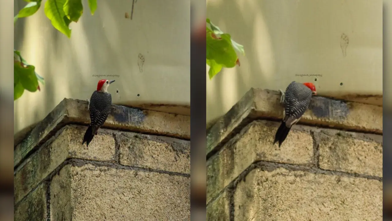 El pajaro carpintero fue captado perforando en tinaco para beber el agua fresca Foto Rubén Lara