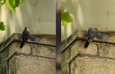 Captan a pájaro carpintero perforar tinaco para conseguir agua en Yucatán