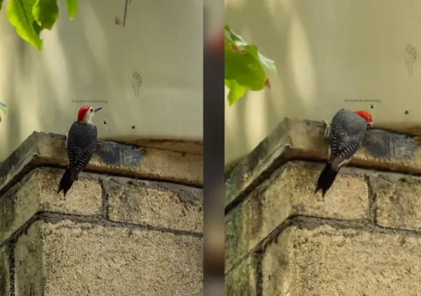 Captan a pájaro carpintero perforar tinaco para conseguir agua en Yucatán