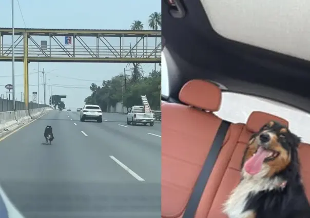 ¡Está chavo y se le hizo fácil! Perrito escapa y corre en la carretera Nacional