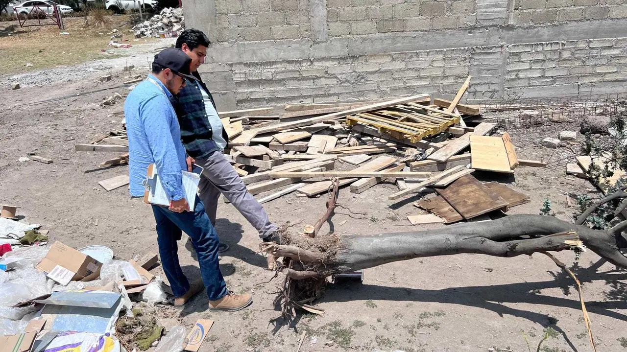Talan ilegalmente árboles en Metepec, suspenden tienda 3B