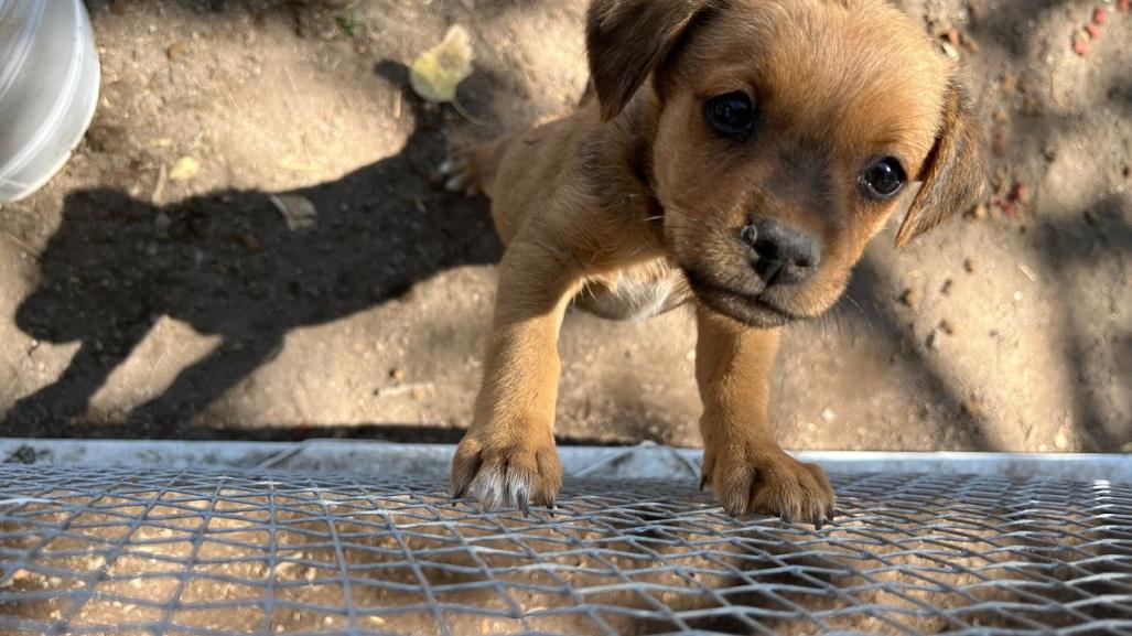 ¡Cachorritos buscan hogar! fueron puestos en adopción en el CAAN