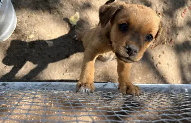 ¡Cachorritos buscan hogar! fueron puestos en adopción en el CAAN