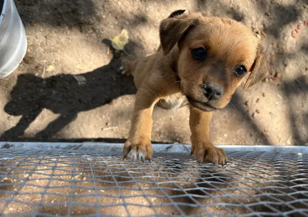 ¡Cachorritos buscan hogar! fueron puestos en adopción en el CAAN