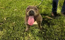 Registro Municipal de Animales de Compañía de Mérida ya tiene mil inscripciones