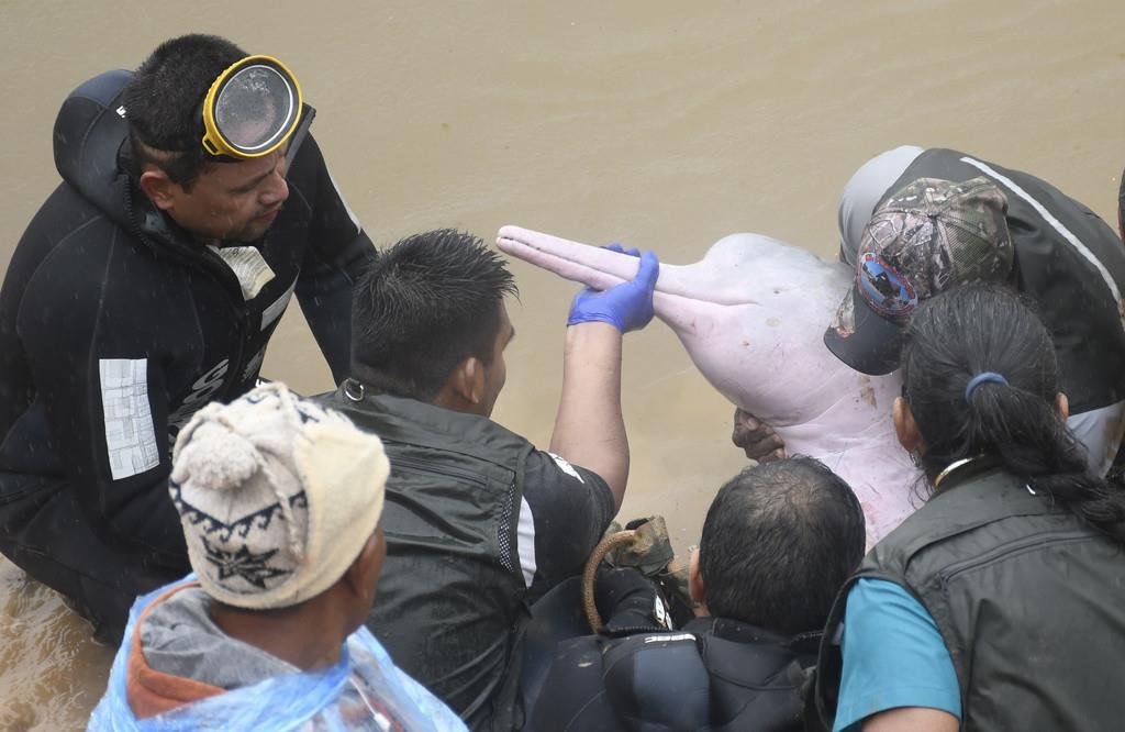 Una hembra y su cría de siete meses fueron rescatadas de un arroyo con bajo caudal donde quedaron atrapadas por un mes. (Daniel James/Los Tiempos vía AP)