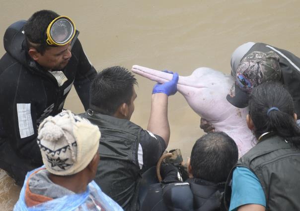 ¡De leyenda! Rescatan a dos delfines rosas y los regresan a la Amazonía