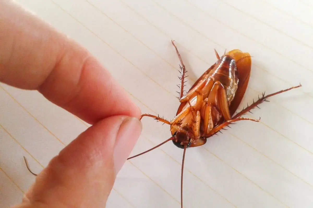 Una cucaracha muerta tomada de las antenas por una persona. Foto: Canva