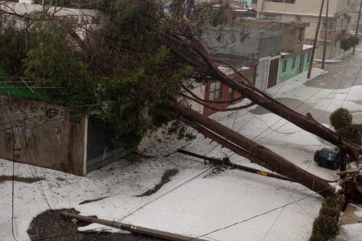 Las fuertes lluvias provocaron el derrumbe de una gran cantidad de árboles en la región Foto: X(Twitter) @juanbaaq