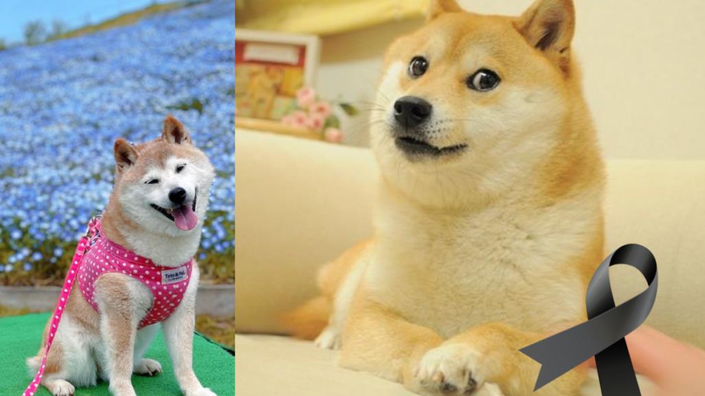 Adiós a Kabosu: Muere perrita del meme Doge que conquistó Internet