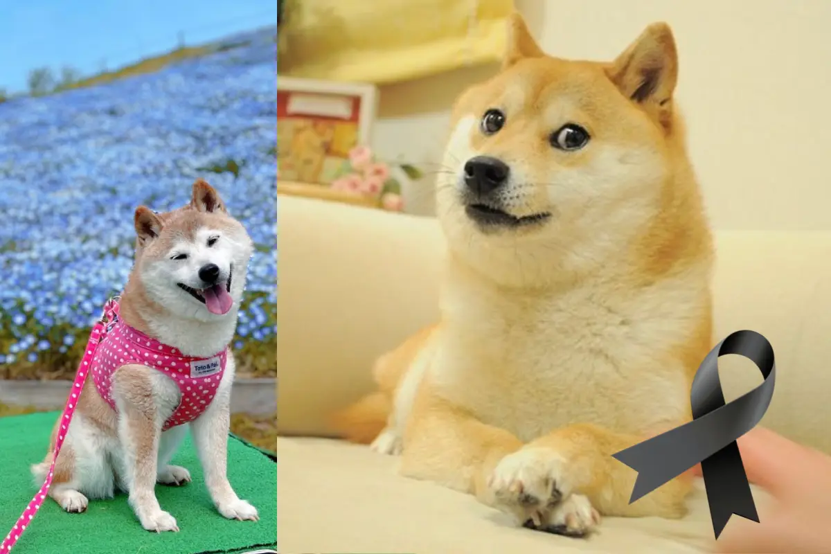 Kabosu del meme Dogecoi. Foto: kabosumama