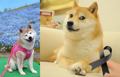 Adiós a Kabosu: Muere perrita del meme Doge que conquistó Internet