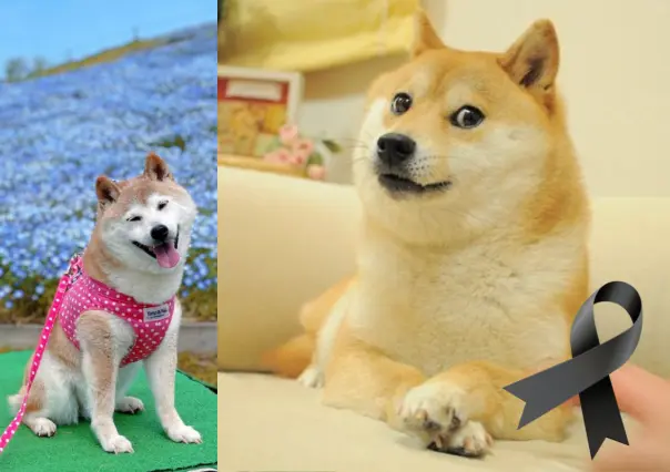 Adiós a Kabosu: Muere perrita del meme Doge que conquistó Internet