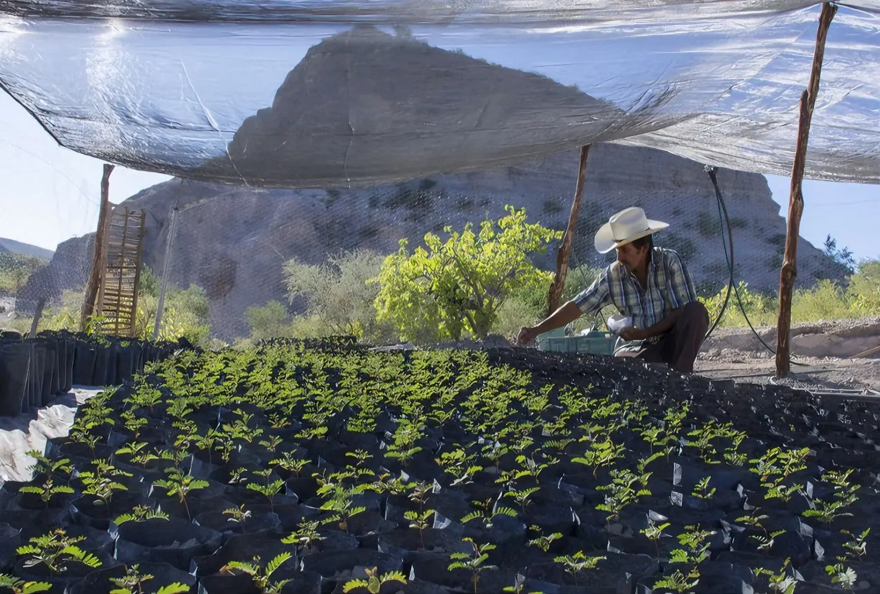 Asociación llama a adoptar un árbol en La Paz, BCS: beneficios de reforestar