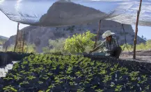 Asociación llama a adoptar un árbol en La Paz, BCS: beneficios de reforestar