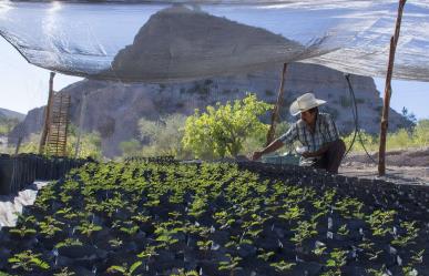 Asociación llama a adoptar un árbol en La Paz, BCS: beneficios de reforestar