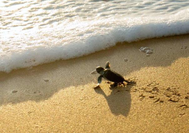 Día Mundial de las Tortugas: ¿dónde liberar crías en Baja California Sur?