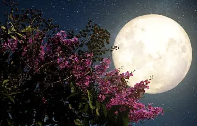 ¿Por qué se le llama Luna de las Flores?, así lució en La Paz, BCS (FOTO)