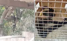Logran rescatar a mono araña en Mérida por personal de Profepa