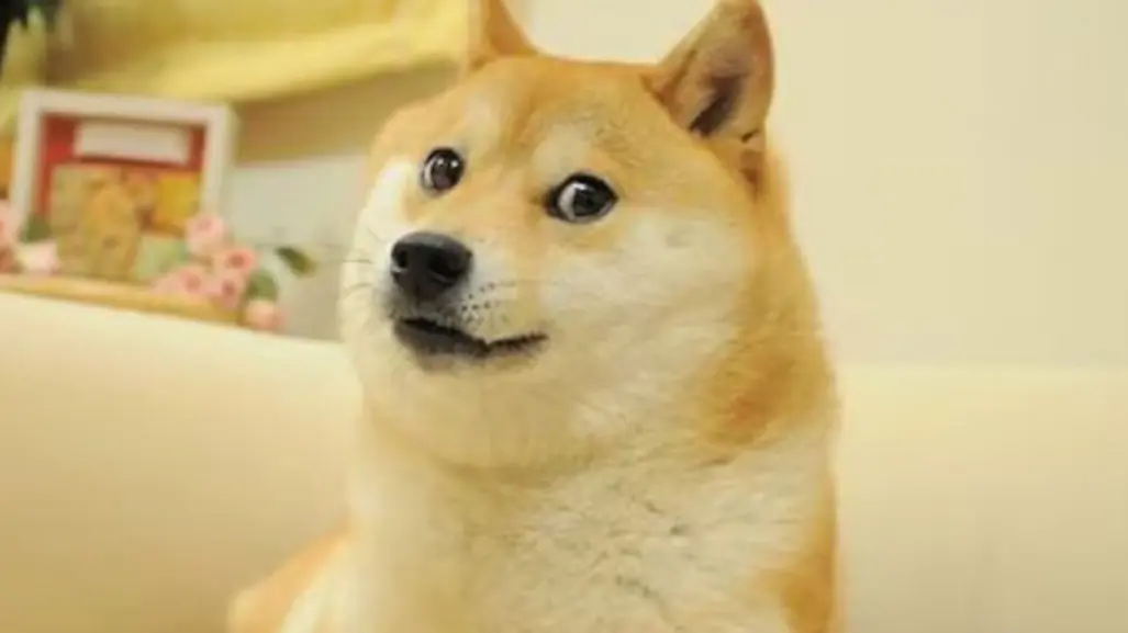 Muere la perrita Kabosu conocida como Doge, la famosa mascota de los memes