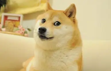 Muere la perrita Kabosu conocida como Doge, la famosa mascota de los memes