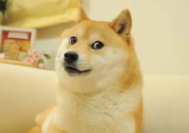 Muere la perrita Kabosu conocida como Doge, la famosa mascota de los memes