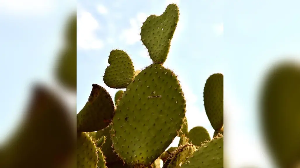 ¿Cómo aprovechar más el Nopal?