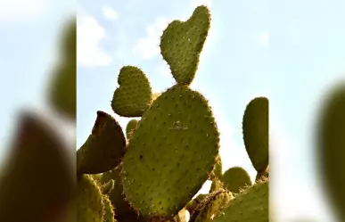 ¿Cómo aprovechar más el Nopal?