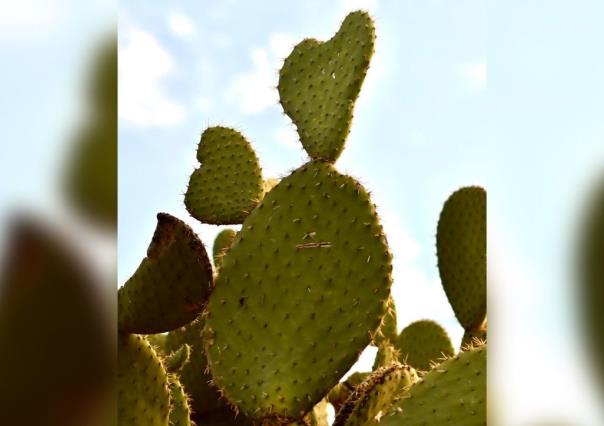 ¿Cómo aprovechar más el Nopal?