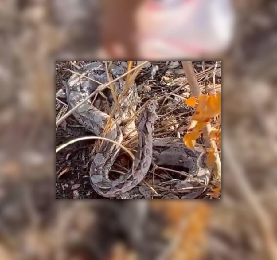 Dos jóvenes quienes caminaban por una zona de la colonia San Felipe, en Umán, dieron de beber agua a una serpiente que se mantuvo quieta para refrescarse.- Foto de Novelo Abrissel