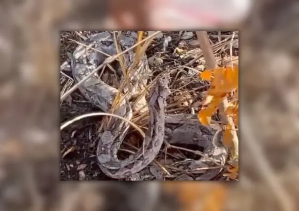 Curiosa víbora yucateca disfruta el agua que le dan dos jóvenes (VÍDEO)