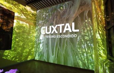 Reserva Cuxtal estrena videomapping para conocer este gran pulmón de Mérida