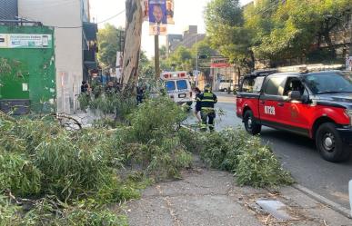 Joven resulta herida tras caerle una rama de árbol en la Narvarte