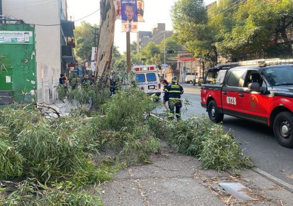 Joven resulta herida tras caerle una rama de árbol en la Narvarte