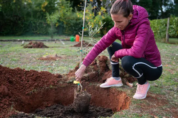 Cientos de duranguenses deciden adoptar un árbol