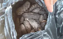 SSP asegura más de 200 kilos de pepino de mar en el Periférico de Mérida