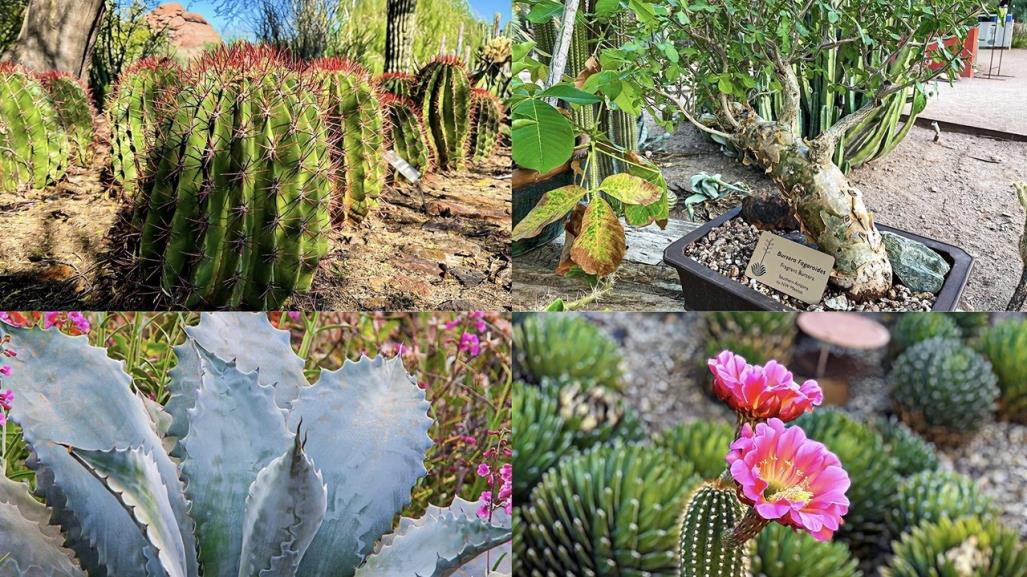 Guía de plantas desérticas para mitigar el calor extremo en Baja California Sur