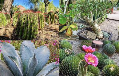 Guía de plantas desérticas para mitigar el calor extremo en Baja California Sur